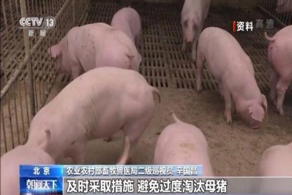 捷嘉关注 | 肉价连降20周！消费结构调整，助推猪肉价格走低；接连突破两大关口，生猪强势反弹