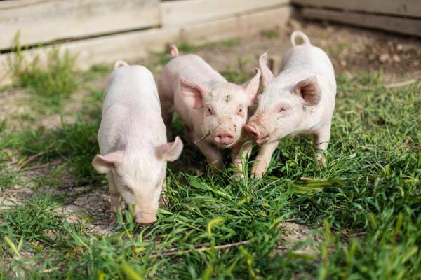 捷嘉关注 | 洪灾后猪肉涨价吗？回应来了；南京全市排查冷链食品均为阴性；缺乏方向性指引，生猪未能突破震荡区间